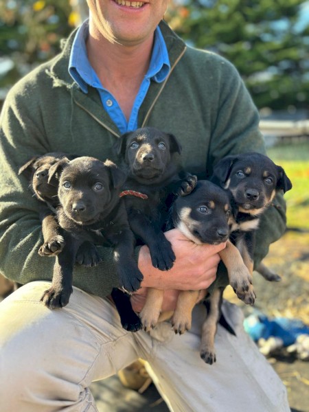 Black Kelpie Pups