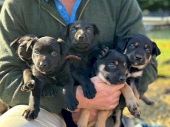 Black Kelpie Pups