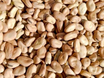 120 mt Amberley Faba Beans