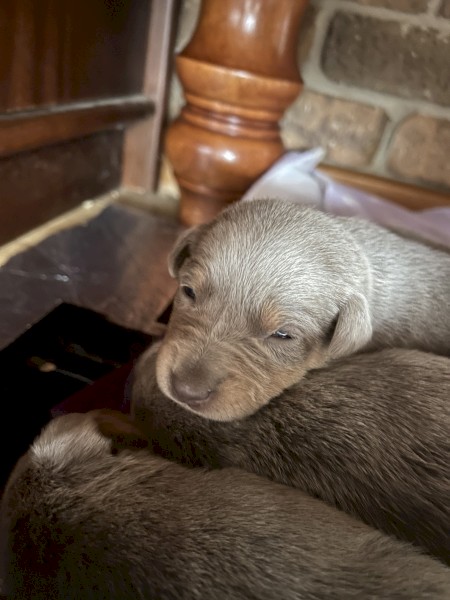 EOI - x7 Kelpie Pups