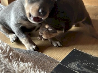 EOI - x7 Kelpie Pups