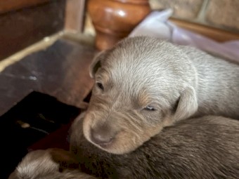 EOI - x7 Kelpie Pups