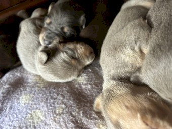 EOI - x7 Kelpie Pups