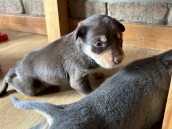 EOI - x7 Kelpie Pups