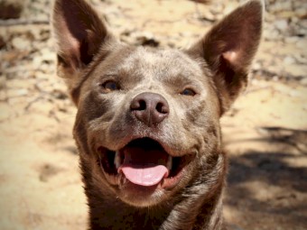 WANTED: Female Cream Kelpie Pup