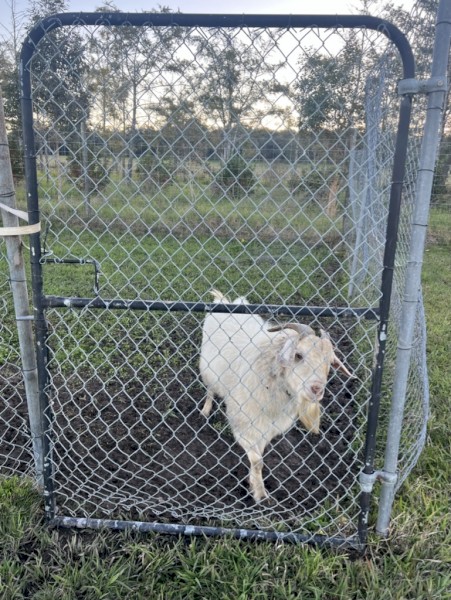 White Billy Goat: Free to Good Home