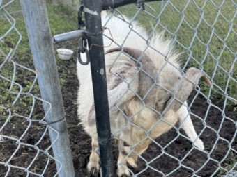 White Billy Goat: Free to Good Home