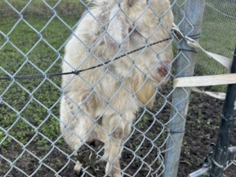 White Billy Goat: Free to Good Home