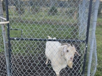 White Billy Goat: Free to Good Home