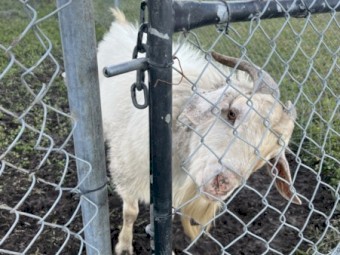 White Billy Goat: Free to Good Home