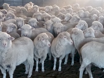 Young Dohne ewes