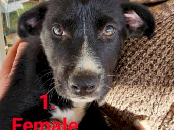 Border collie x Kelpie puppies