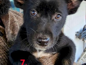 Border collie x Kelpie puppies