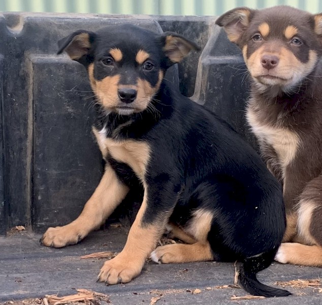 Stud kelpie pups