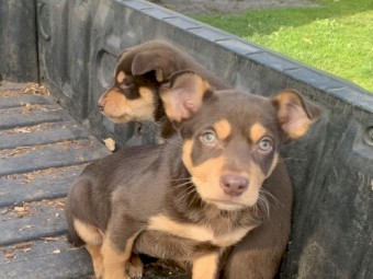 Stud kelpie pups