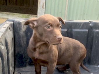 Stud kelpie pups