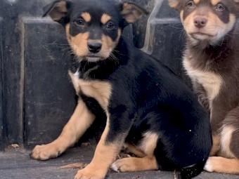 Stud kelpie pups