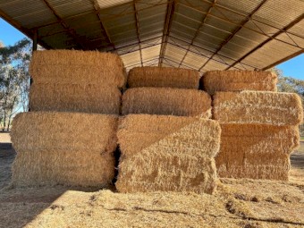 Wheaten hay