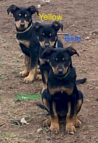 Kelpie pups