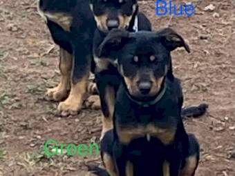 Kelpie pups