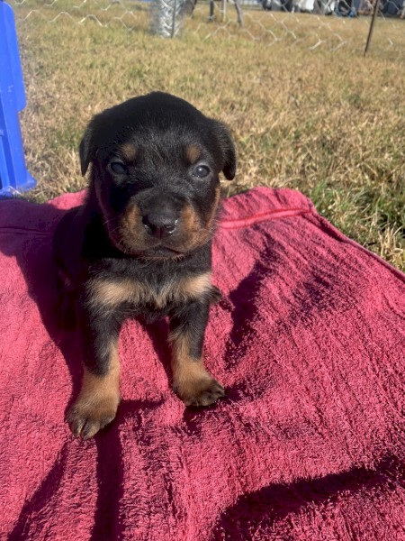 Purebreed beautiful Rottweiler Puppies for sale
