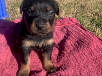 Purebreed beautiful Rottweiler Puppies for sale