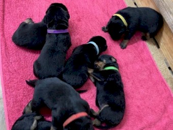 Purebreed beautiful Rottweiler Puppies for sale