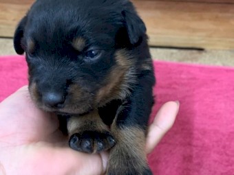 Purebreed beautiful Rottweiler Puppies for sale