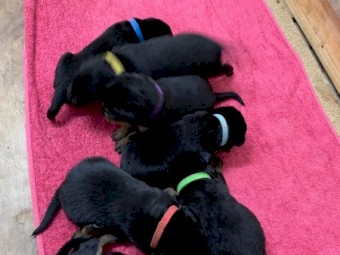 Purebreed beautiful Rottweiler Puppies for sale