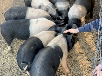 10 x Saddleback Piglets 