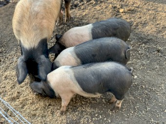 10 x Saddleback Piglets 