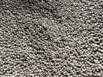 26mt Narrowleaf Lupins