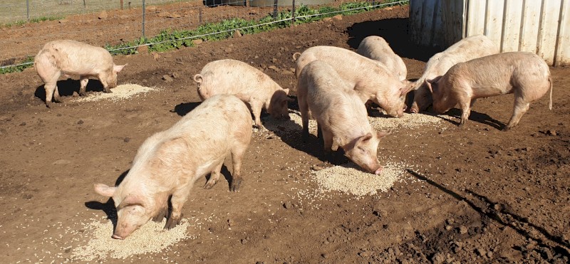 Large White x Hampshire Pigs
