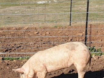 Large White x Hampshire Pigs