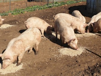 Large White x Hampshire Pigs