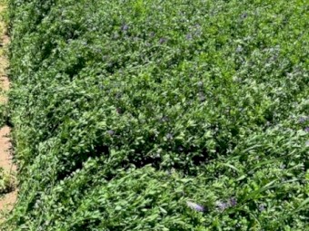 2024 Lucerne Hay in Small Squares