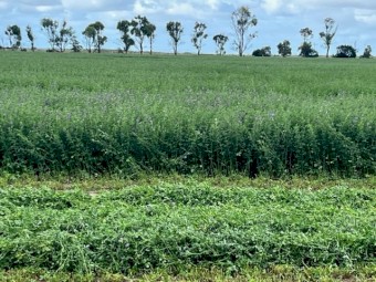 2024 Lucerne Hay in Small Squares