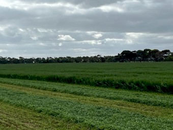 2024 Lucerne Hay in Small Squares