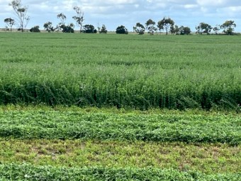 2024 Lucerne Hay in Small Squares