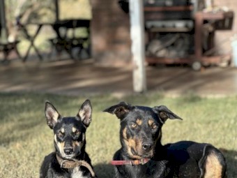 Karmala working Kelpie