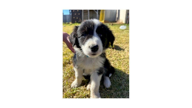 Working Pure Bred Border Collie