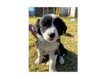 Working Pure Bred Border Collie