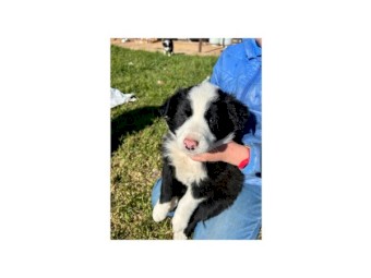 Working Pure Bred Border Collie