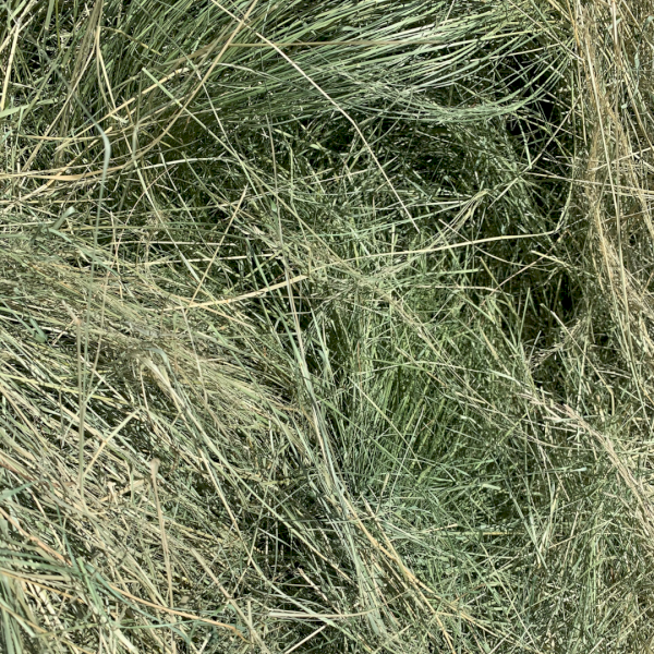 Teff Hay Small Squares Low Sugar