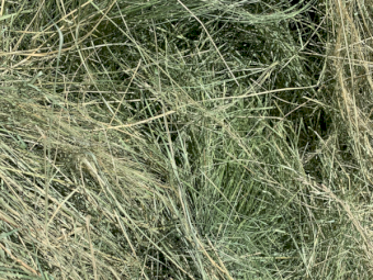 Teff Hay Small Squares Low Sugar