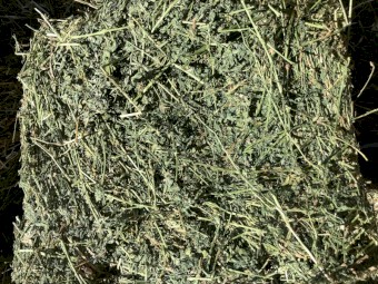 Prime Lucerne Small Squares - Equine Quality