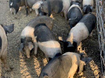 10 x Saddleback Piglets 