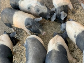 10 x Saddleback Piglets 