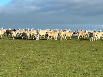SIL Nudie (Composite Shedders) MA Ewes