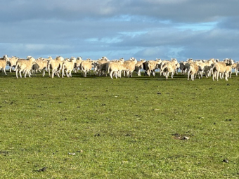 SIL Nudie (Composite Shedders) MA Ewes